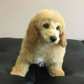 Bichon-Poo