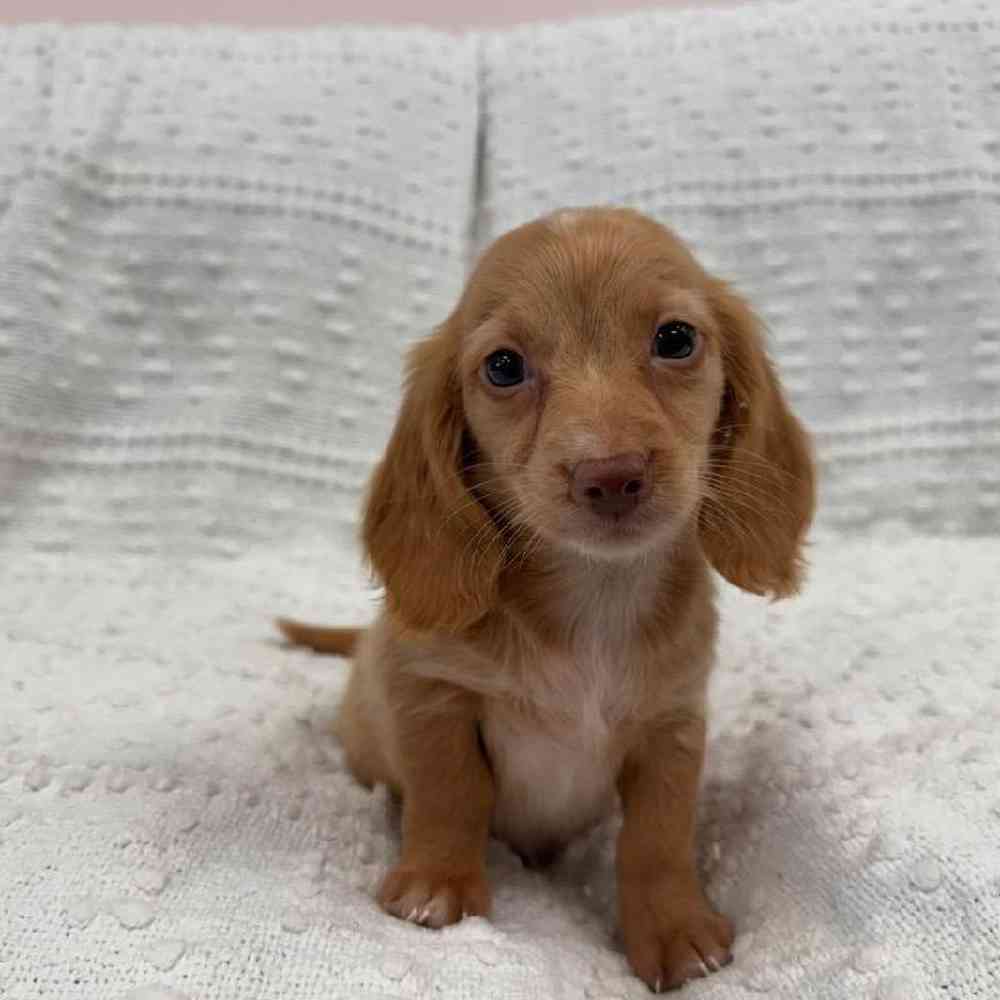 Image of a pet breed in the gallery