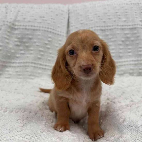 Dachshund