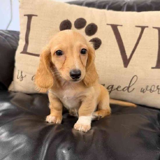 Dachshund