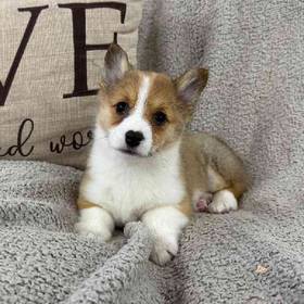 Pembroke Welsh Corgi