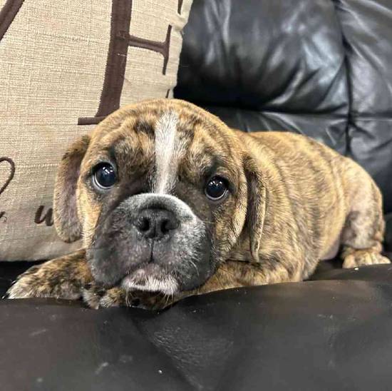 Bulldog Mix