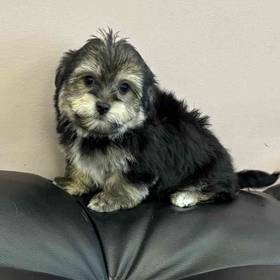 Havanese
