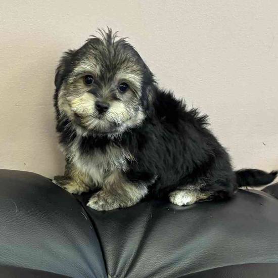 Havanese