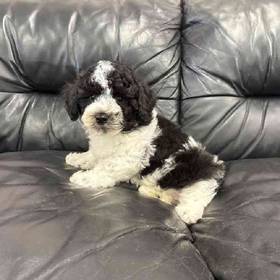 Bichon-Poo