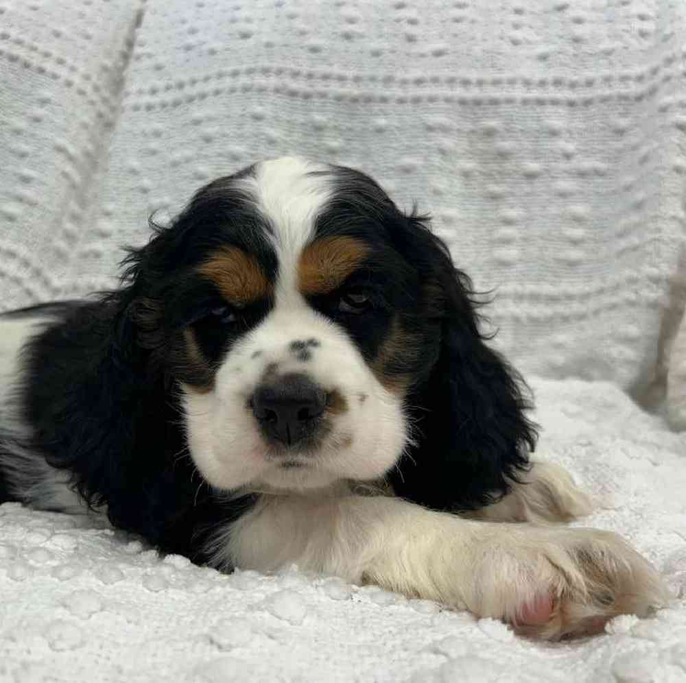 carousel pet images