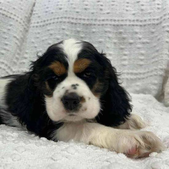 Cocker Spaniel