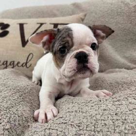 Bulldog Mix