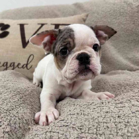 Bulldog Mix