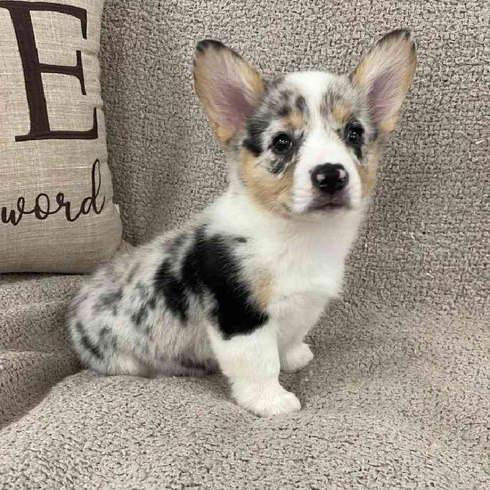 Image of a pet breed in the gallery