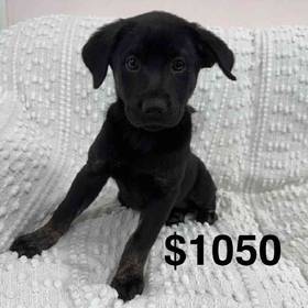 Lab Mix
