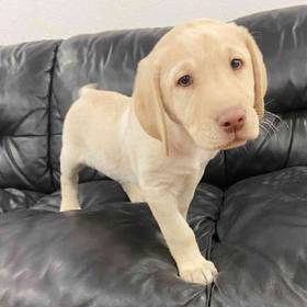 Labrador Retriever