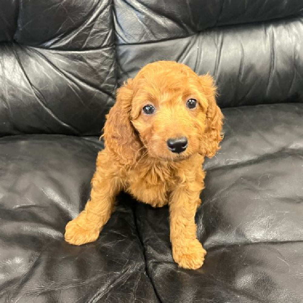 carousel pet images