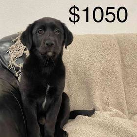 Lab Mix