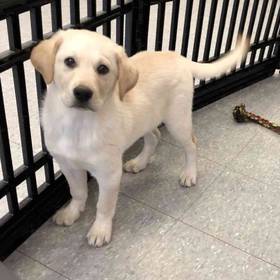 Lab Mix