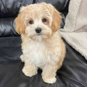Maltipoo
