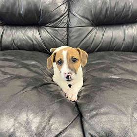 Jack Russell Terrier