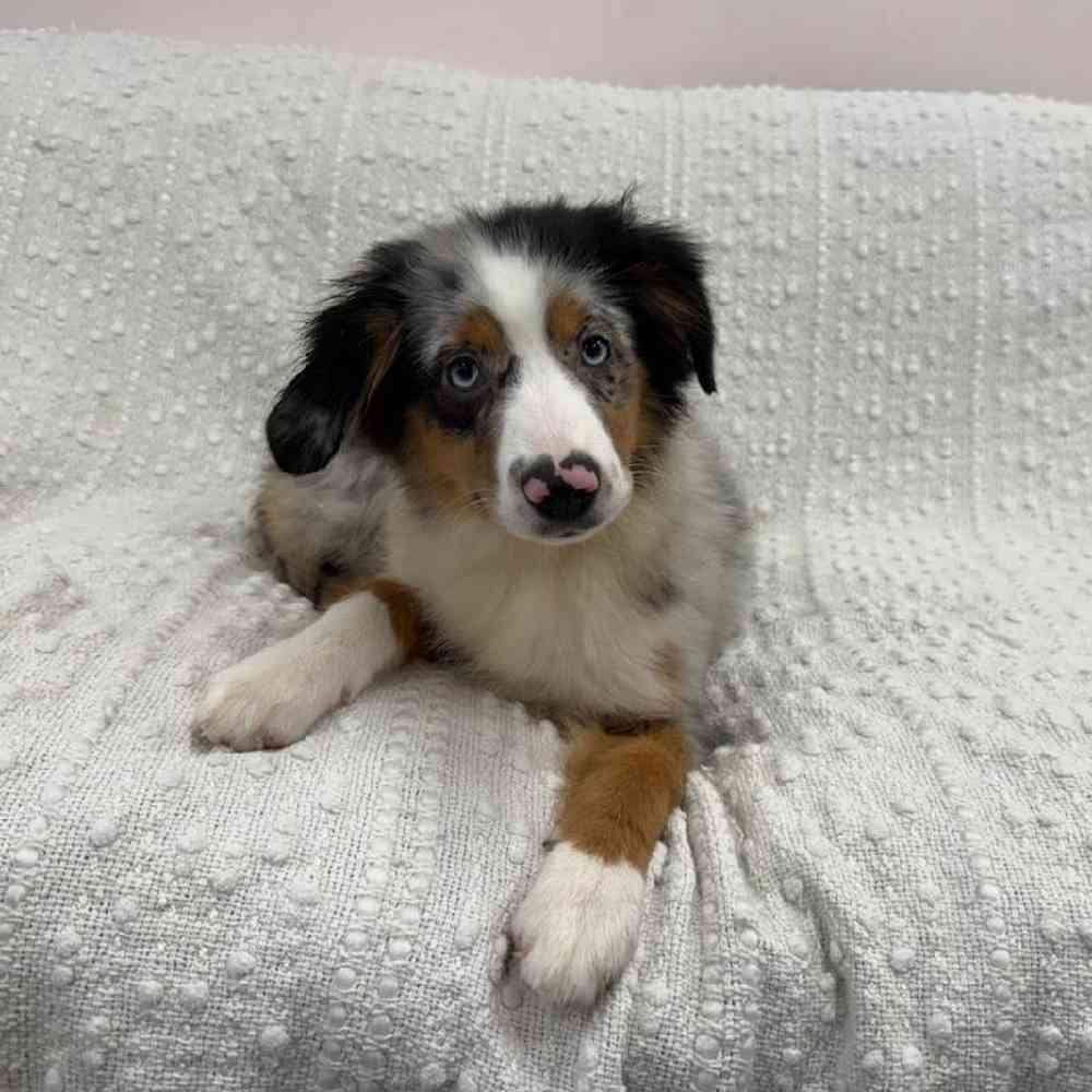 carousel pet images