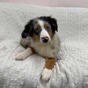 Mini Aussie