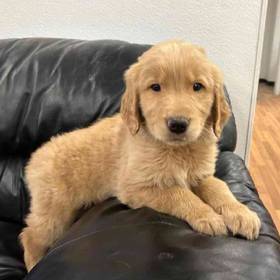 Golden Retriever