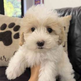 Maltipoo