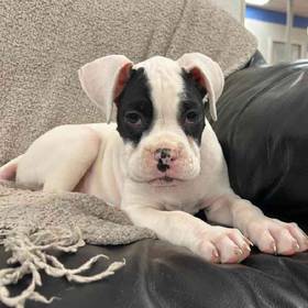 Boxer
