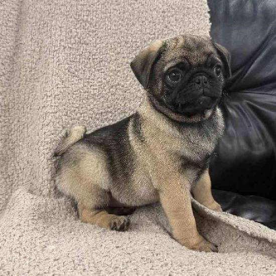 Pug