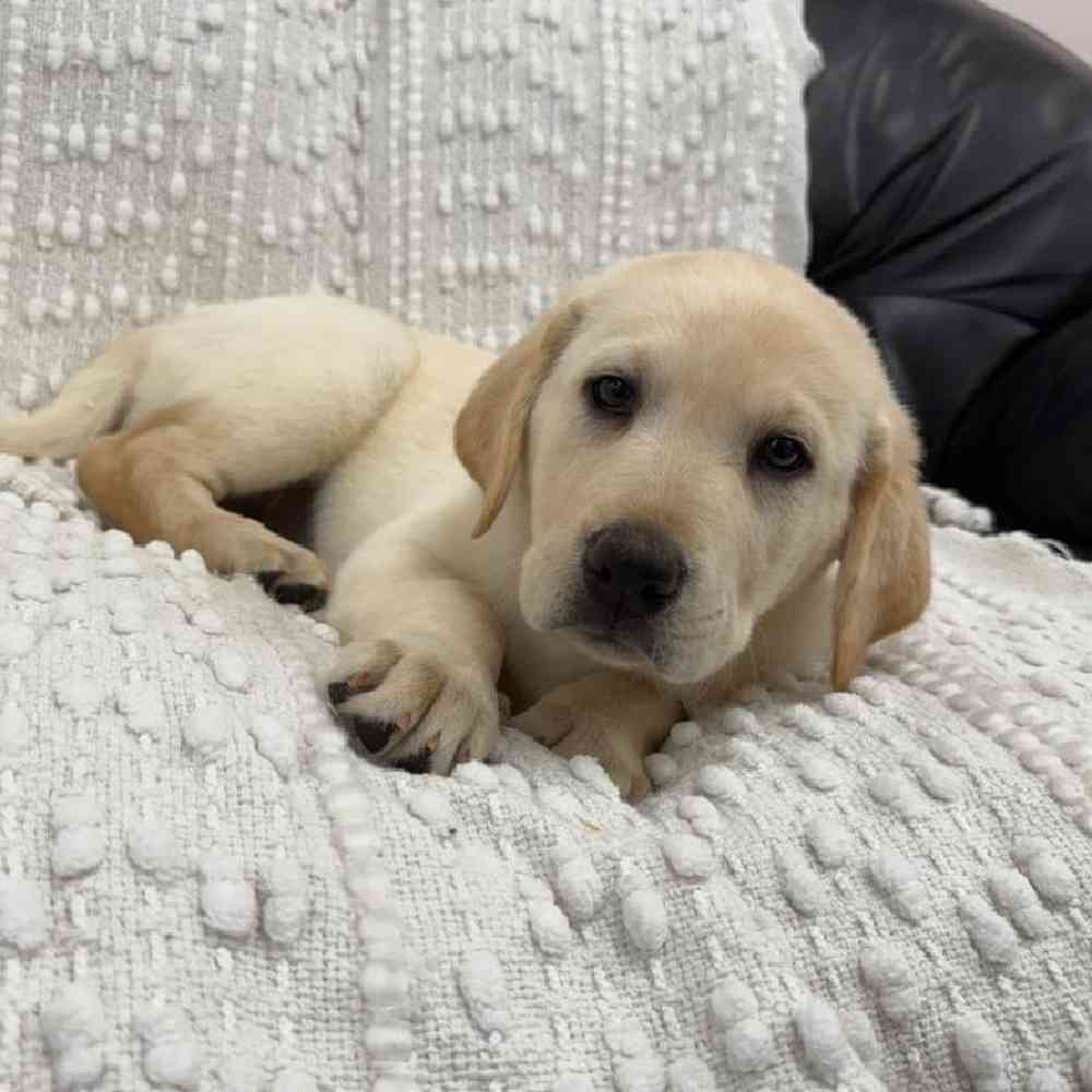 Image of a pet breed in the gallery