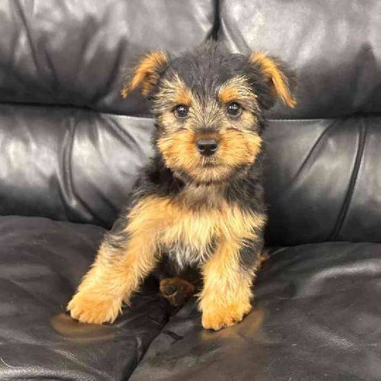 Yorkie