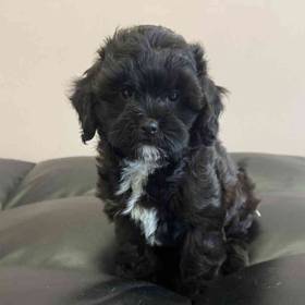 Maltipoo