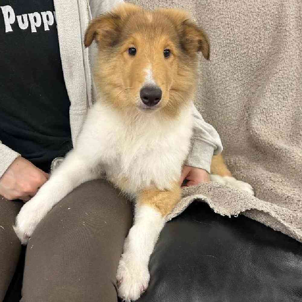 Image of a pet breed in the gallery