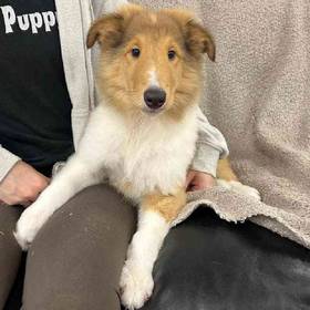 Collie