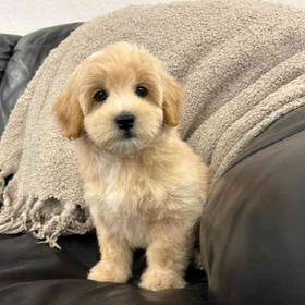Maltipoo