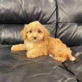 Cavapoo