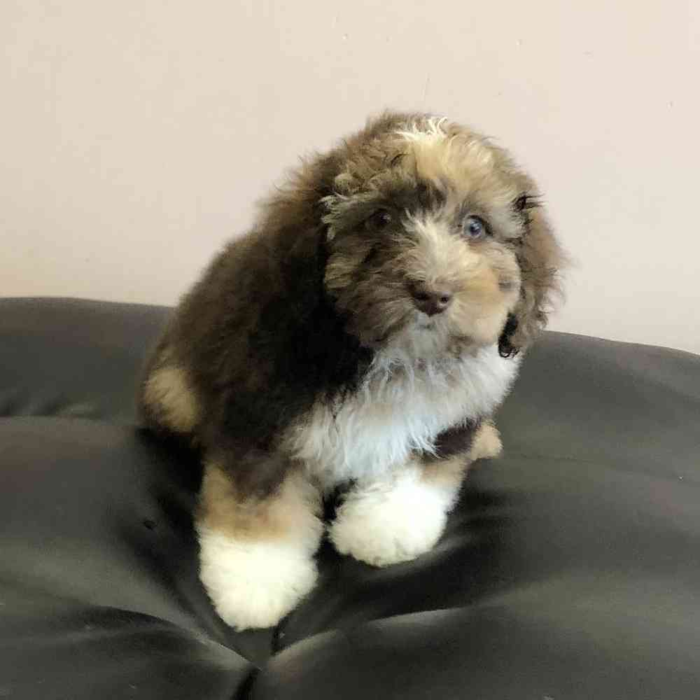 carousel pet images