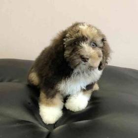 Shih-Poo