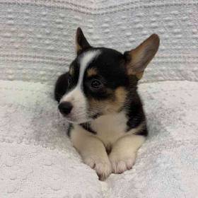 Pembroke Welsh Corgi