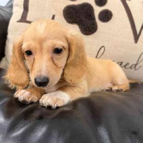 Dachshund