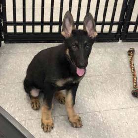 German Shepherd