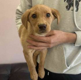 Labrador Retriever