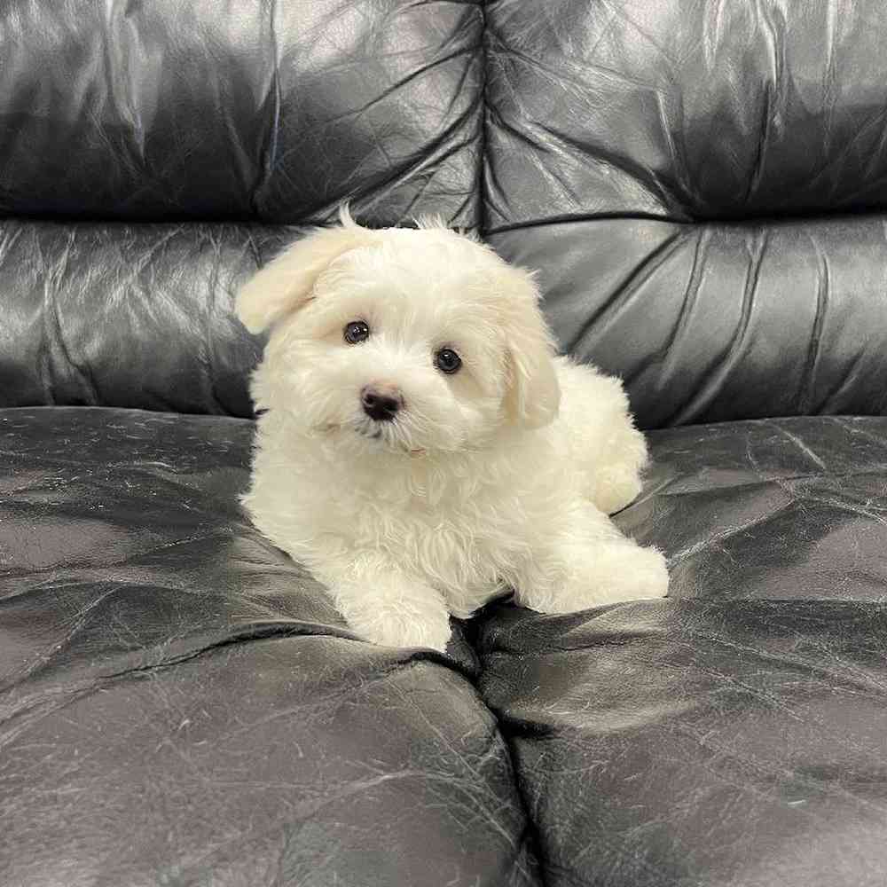 Female Maltichon Puppy for Sale in Scituate, RI