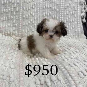 Shih Tzu