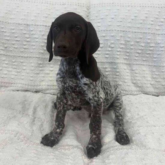 German Shorthaired Pointer