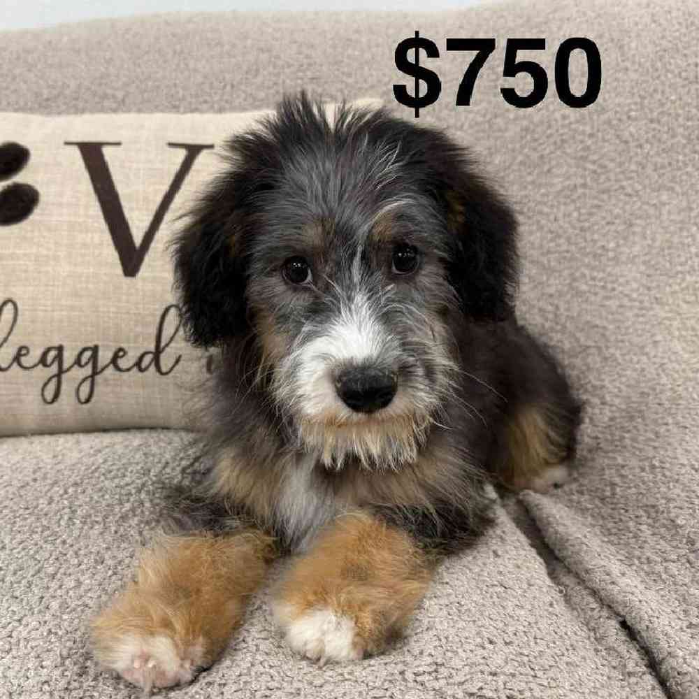 Image of a pet breed in the gallery