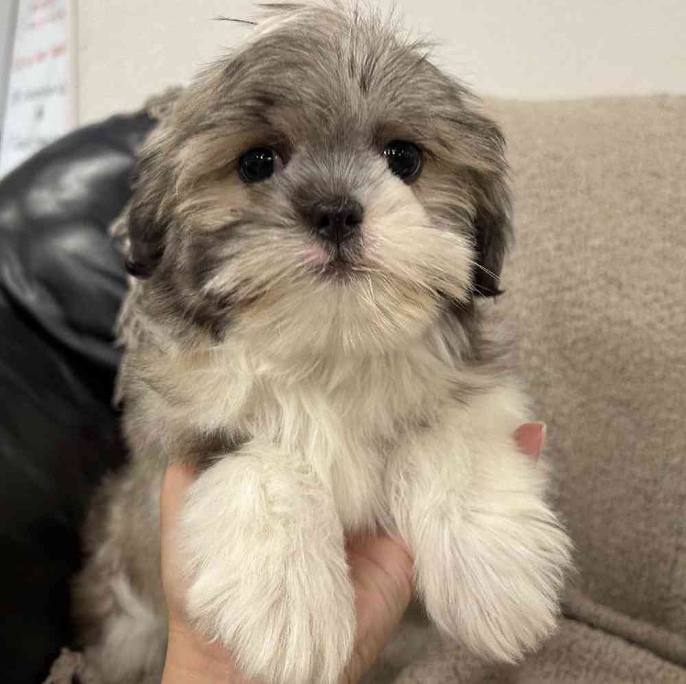 Image of a pet breed in the gallery
