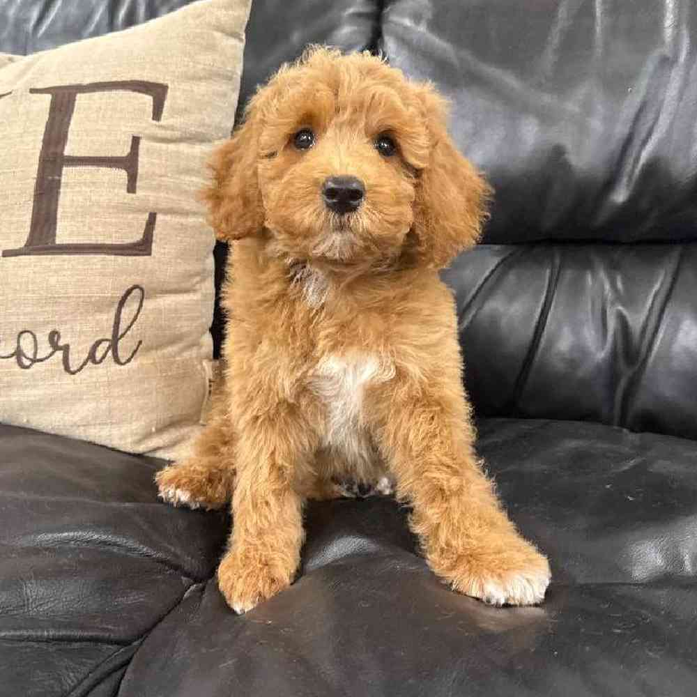 carousel pet images