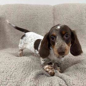 Dachshund