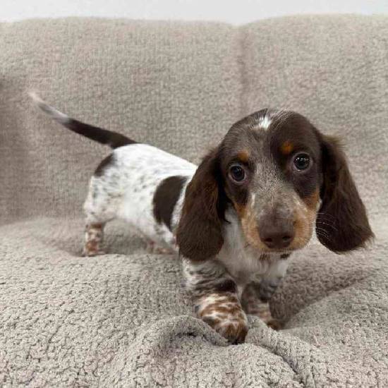 Dachshund
