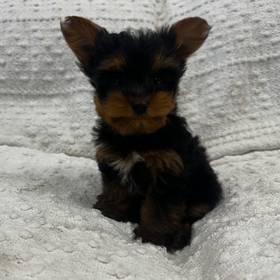 Yorkie Mix