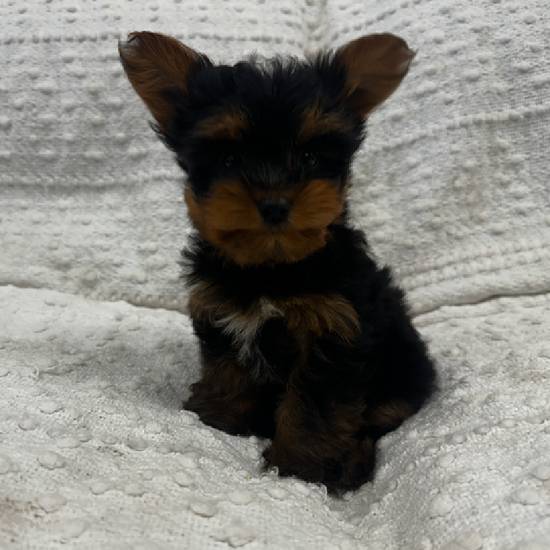 Yorkie Mix